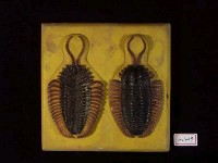 藏品(小型三葉蟲化石)的圖片